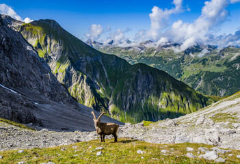 Ein Steinbock steht inmitten der hochalpinen Kulisse der Allgäuer Alpen in der Nähe von...