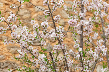 Almond blossom season in Mallorca