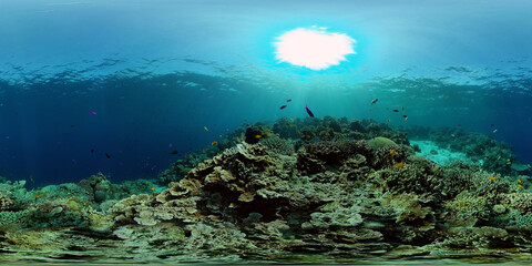 Underwater fish garden reef. Reef coral scene. Seascape under water. Philippines. Virtual Reality 360.
