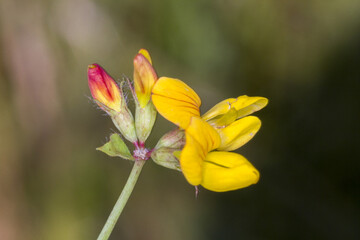 fleurs jaune sauvage champ