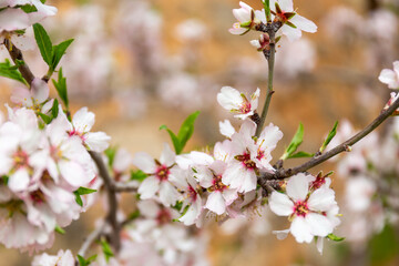 Almond blossom season in Mallorca, Balearic Islands, Spain, Europe