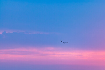 birds in the sky