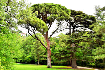 Picturesque places. Pigna pine tree in the park on a summer day