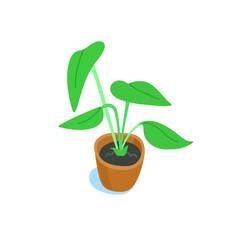Potted indoor plant illustration. Leafy house plant in a pot. Flat vector illustration isolated on white.