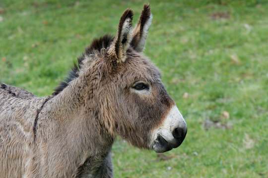 La t&ecirc;te d'un jeune mulet 