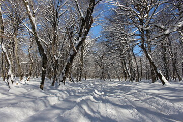 Forest in snow. Snowy forest road. Forest road