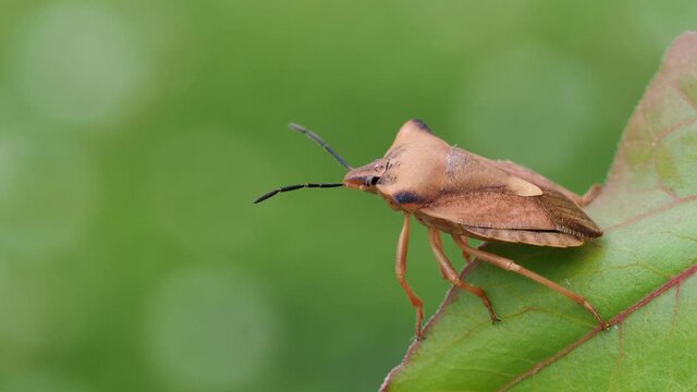 eine braune pflanzensaugende wanze auf einer pflanze. mehrere szenen