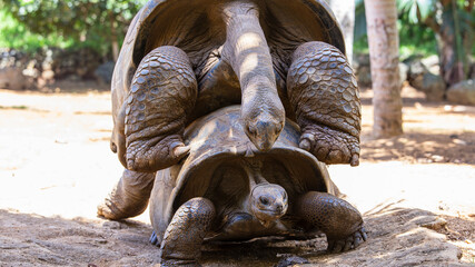 The Seychelles giant tortoise or aldabrachelys gigantea hololissa, also known as the Seychelles...