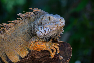 Portrait of a big lizard reptiles Iguana in Island Mauritius