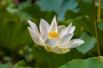 Water lotus in botanical garden. Island Mauritius . Close up