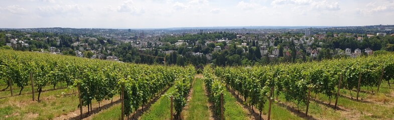 Fototapeta na wymiar Panoramic view of vineyards Wiesbaden, Germany, with city skyline in the background