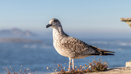 seagull