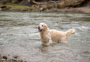 Wet long haired dog in water. Golden Retriever male standing in a river. Happy face, cute snout, curious eyes. Selective focus on the animal, blurred background.