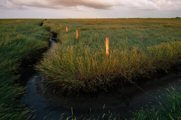 Gräser nahe der Nordsee (Deutschland)