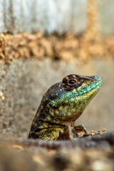 lizard on a tree