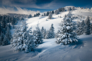 Beautiful panorama view of a mountain range with pines and fir trees covered with snow during a clear bright winter day