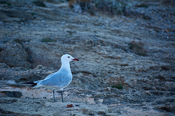 Solitary gull on the rocks. white and grey