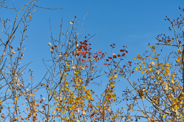 Autumn Trees and Leaves against a Blue Sky