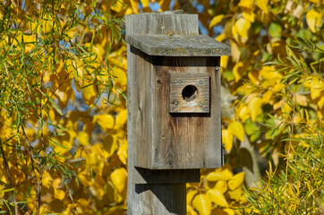 A Wooden Birdhouse for Tree Swallows