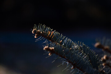 close up of  a blue christmas tree needles