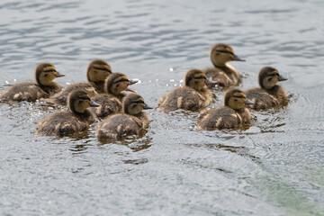A flock of little ducklings swims along the summer river.