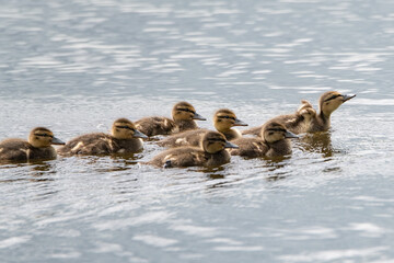 A flock of little ducklings swims along the summer river.