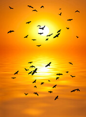 golden sunset and sea and birds