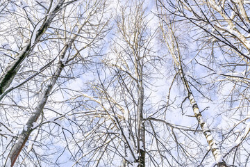 Tops of birch trees against sky