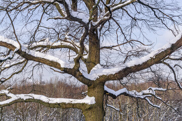 Snow covered oak branches