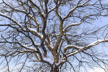 Snow covered oak branches