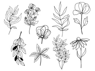 Hand drawn vector set of tree branches, flowers, leaves. Black herb leaf, herbs silhouettes isolated on white background. Botanical illustration for print, wedding card, invitation card, floral poster