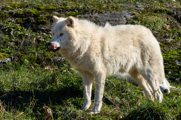 Arctic Wolf Licks His Chops