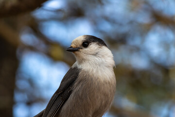Magnificent Gray Jay
