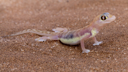 Ein gravides Palmatogecko Weibchen auf Sand in der Seitenansicht