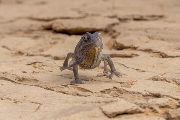 Ein Wüstenchameleon läuft frontal auf die Kamera zu