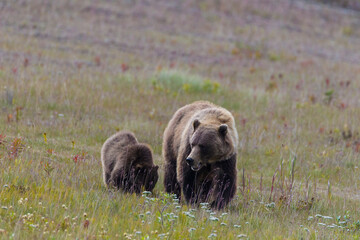 Canada, British Columbia, A Grizzly and cub at roadside on the Haines Highway.