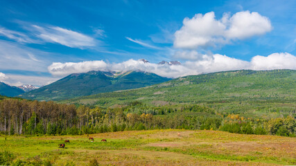 Fototapeta na wymiar Canada, British Columbia, Dramatic skies over a meadow with grazing horses on the Stewart-Cassiar Highway.