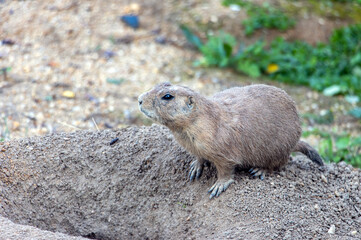 The black-tailed prairie dog (Cynomys ludovicianus) standing over a hole of burrow