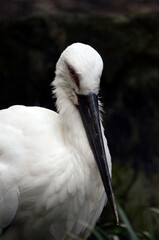 Obraz premium コウノトリ