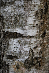 texture of an old birch tree trunk