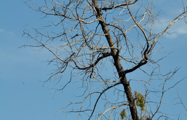 tree branches against sky