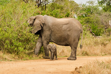 Fototapeta premium Baby african elephant, Loxodonta, with its mother