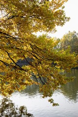 branches with yellow leaves over water, autumn park 
