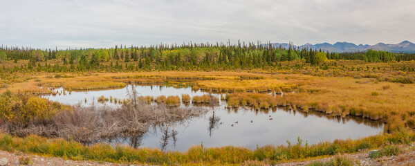 Canada, Yukon. Waterfowl in a marsh on the Alaska Highway.