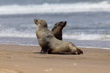Fototapeta premium Zwei südafrikanische Seebären am Strand in der Seitenansicht bei Walvis Bay