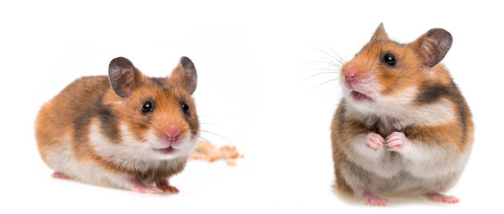 hamsters isolated on white background