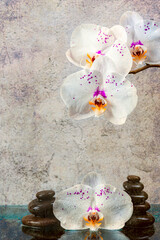 Obraz na płótnie Canvas The concept of a spa massage with stones with an orchid flower on a textured background.