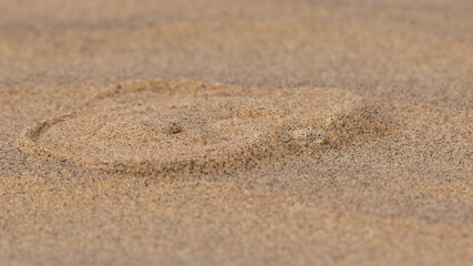 Bei der eingegrabenen und gut getarnten Sandviper ist nur der Kopf zu sehen in der Seitenansicht