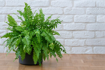 Boston ferns or Green Lady houseplant on floor by brick wall in room at home