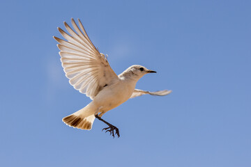 Ein gegen blauen Himmel freigestellter fliegender Wüstenschmaetzer in der Seitenansicht